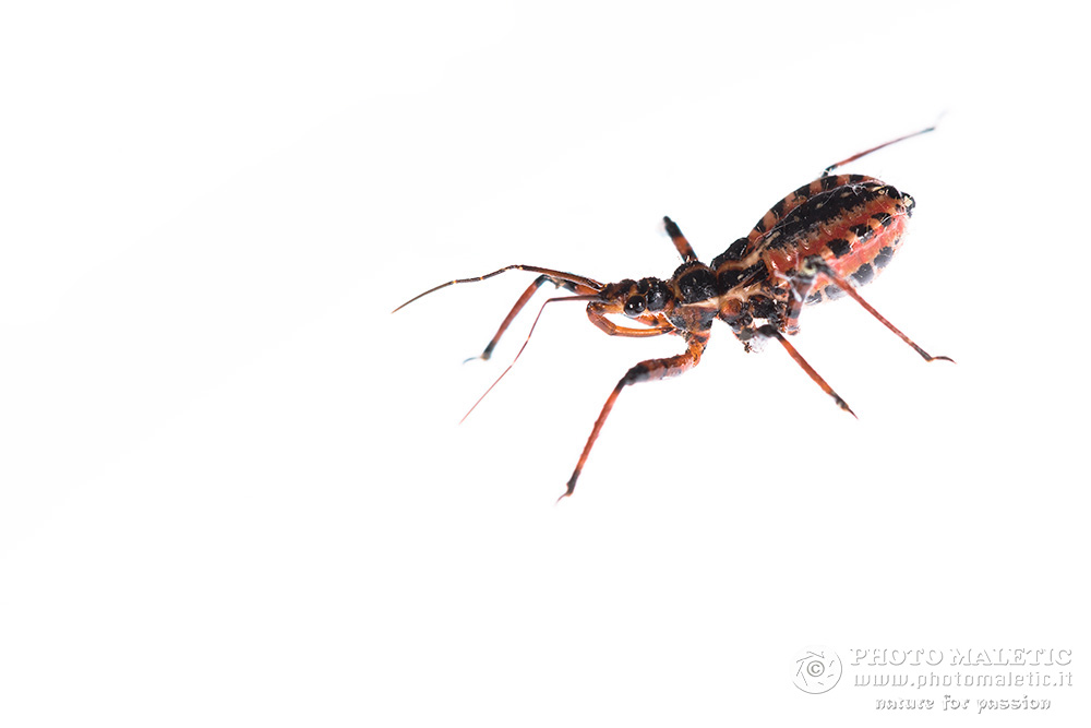 Reduviidae: Rhynocoris sp., ninfa